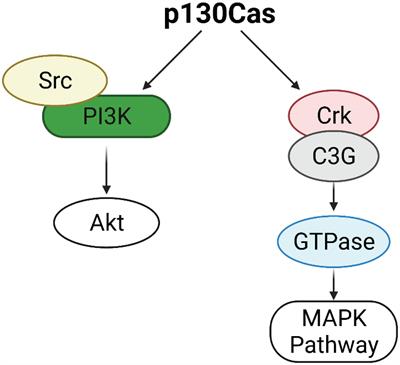 p130Cas/BCAR1 and p140Cap/SRCIN1 Adaptors: The Yin Yang in Breast Cancer?